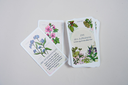 Manni_bilder0026n.webp